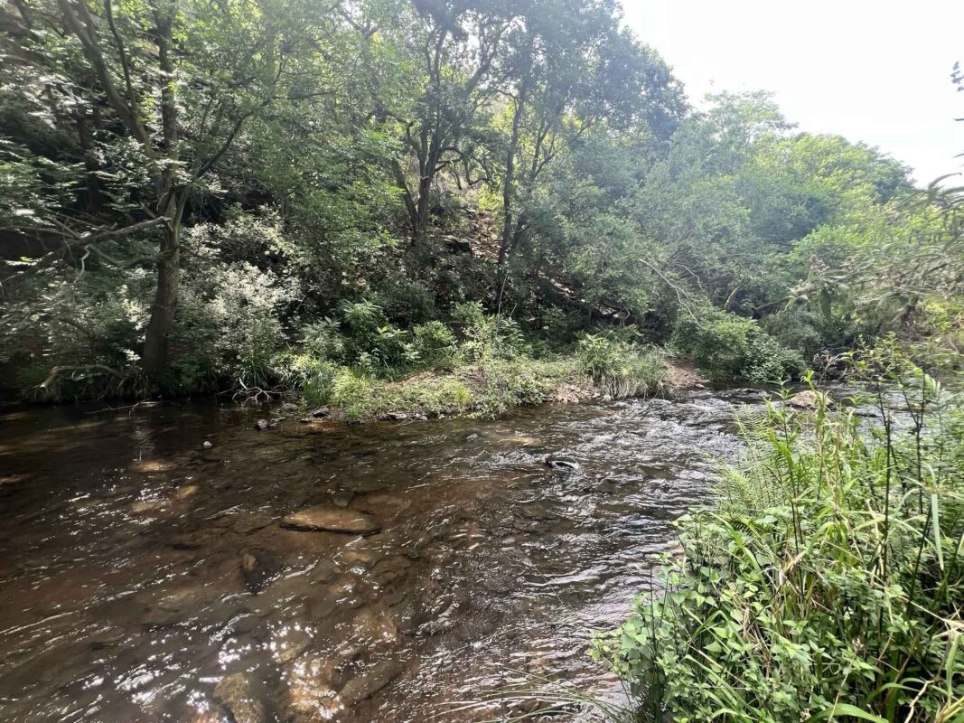 Serene river surrounded by lush greenery.