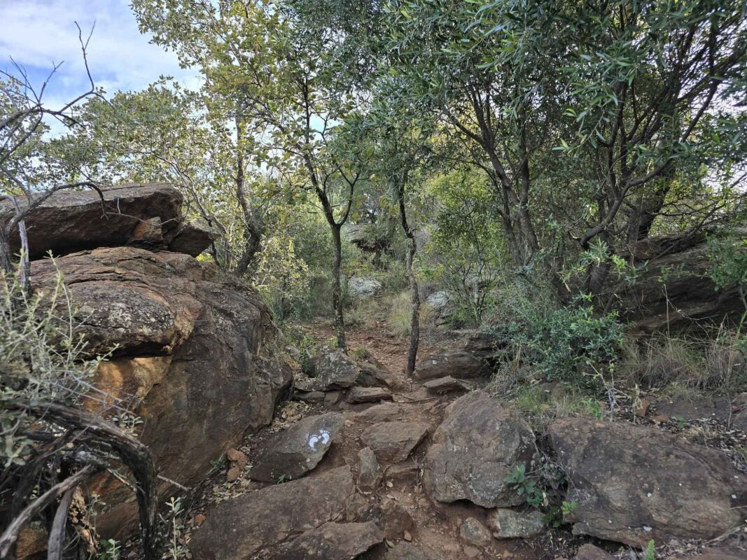 Rocky path through lush greenery.
